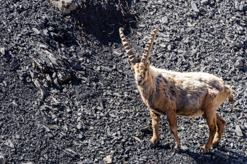 male ibex in the fransh alps