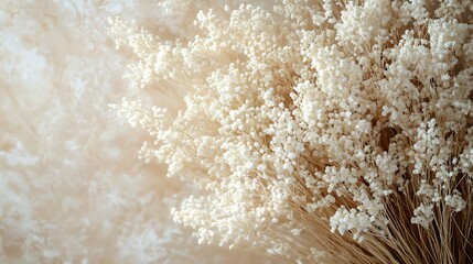 Discover the beauty of dried white flowers in nature