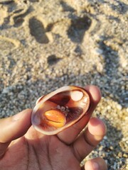 Coral nature's masterpiece