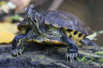 Turtle basking on a mossy log