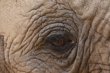 Fototapeta premium Elephant's Eye Close-Up