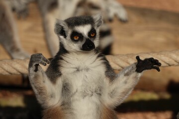 Curious Lemur on a Rope
