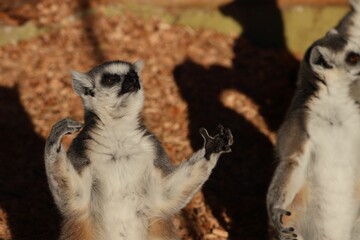 Ring-tailed lemur basking in the sun