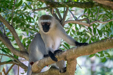 Mandrill, lat. Mandrillus sphinx, Nyungwe Forest National Park, Rwanda