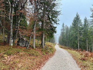 Wanderung zur Gamsalm, Ehrwald/ Tirol
