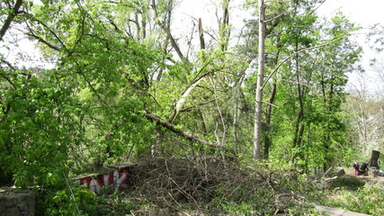 Moldova, Chisinau, logging, after a snowfall, broken trees, broken branches, street, park, fallen trees