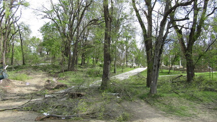 Moldova, Chisinau, logging, after a snowfall, broken trees, broken branches, street, park, fallen trees