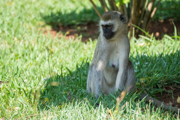 Mandrill, lat. Mandrillus sphinx, Nyungwe Forest National Park, Rwanda