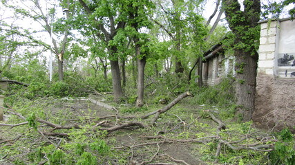 Moldova, Chisinau, logging, after a snowfall, broken trees, broken branches, street, park, fallen trees
