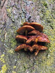 Beautiful brown mushrooms on a tree. Mushrooms on a tree in an autumn forest in fall.