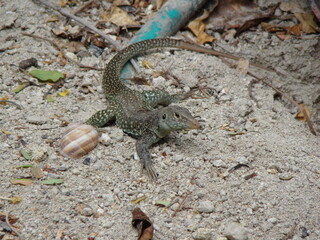 Green lizards resting and basking in the sun during a warm and sunny day.