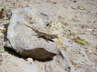 Green lizards resting and basking in the sun during a warm and sunny day.