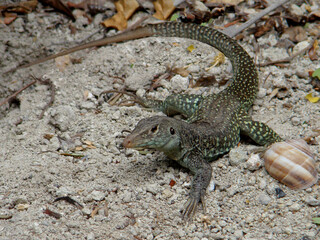 Green lizards resting and basking in the sun during a warm and sunny day.