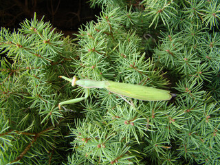 Mantis walking and preying on a fir tree.   