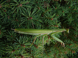 Mantis walking and preying on a fir tree.   