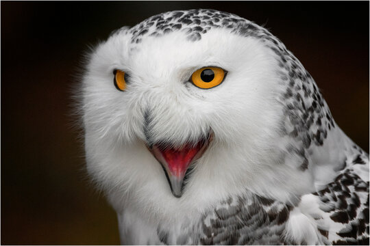 Schneeeule