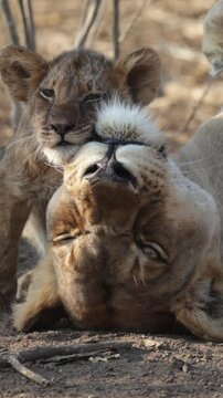 Vertical video -Slow motion - lioness with cubs