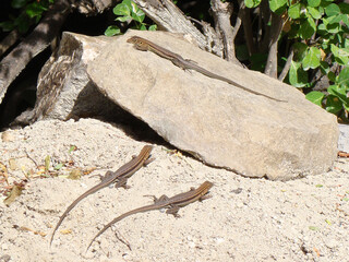 Green lizards resting and basking in the sun during a warm and sunny day.