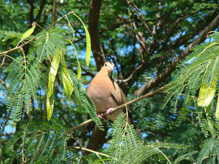 Cute turtledove surprised but also curious to be photographed.