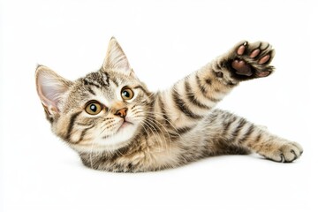 Obraz premium Angry cat playing / hunting on white/transparent background