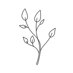 A leafy plant with a thin stem