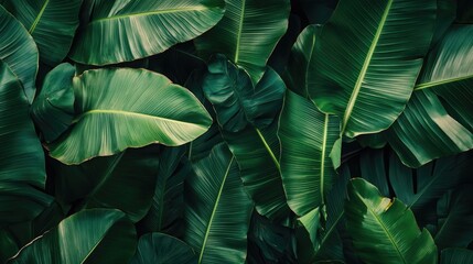 Tropical banana leaf texture with large palm foliage against a rich dark green backdrop