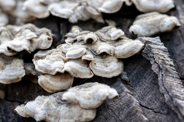 close-up of mushrooms on a tree stump