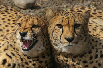 Cheetahs lie in an enclosure at the zoo
