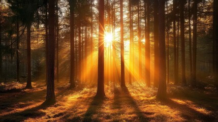 Fototapeta premium Sunlight filtering through a pine tree forest during the golden hour