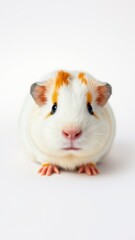 A white and orange guinea pig with brown eyes sits on a white background