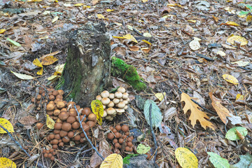 tree mushrooms near an old stump and fallen autumn leaves