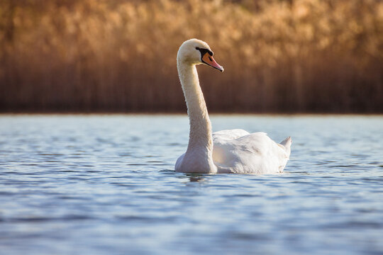Cigno sul lago