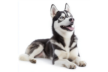 Fototapeta premium Siberian husky dog isolated on whie background