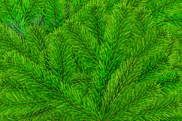 Grüner Hintergrund mit Tannenzweigen  Fir branches closeup