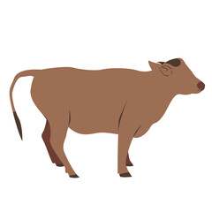 Eid al-Adha sacrificial animal, cow