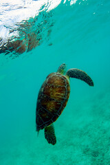 Green turtle underwater in turquoise waters of akumal tulum mexico