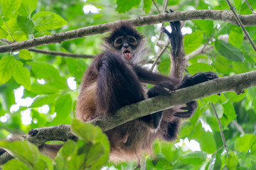 spider monkey on a tree looking at you in the rainforest of Punta Laguna mexico