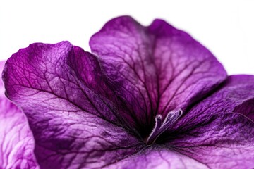 A detailed shot of a single purple flower against a clean white background