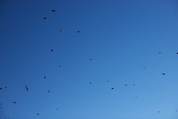 綺麗な青空とたくさんの飛んでいるカラスの様子