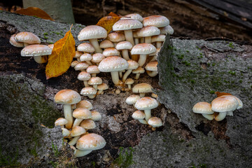 Beautiful group of Hypholoma lateritium mushrooms commonly known as brick cap