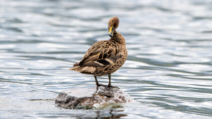 Yellow-billed long-tailed duck