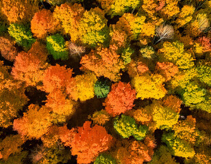 Drone style view of beautiful colorful deciduous fall forest