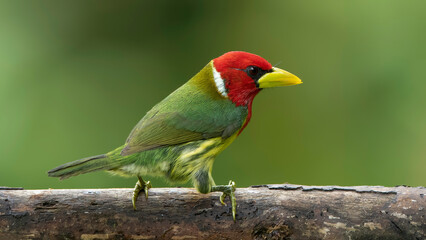 Red-headed barbet on tree branch