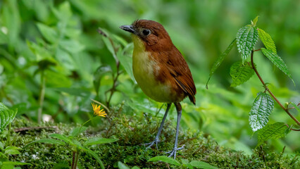 White-bellied antpitta in its natural habitat