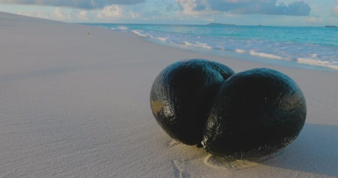 The Coco de mer or sea coconut. Largest seed in plant kingdom.  Endemic to the islands of Praslin, lies at the water's edge