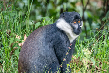 A black and white Bearded monkey is peacefully sitting in the tall grass