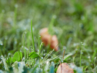 秋の朝の公園の野原の野草と朝露の水滴の風景
