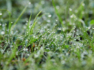 秋の朝の公園の野原の野草と朝露の水滴の風景