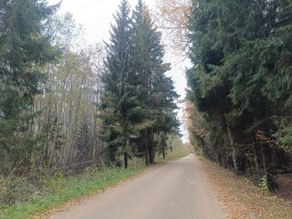 Road in forest in Siauliai county during cloudy autumn day. Oak and birch tree woodland. Cloudy day with white clouds in blue sky. Bushes are growing in woods. Sandy road. Nature. Fall season. Miskas.