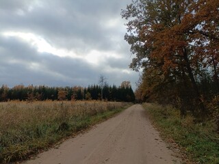 Road in forest in Siauliai county during cloudy autumn day. Oak and birch tree woodland. Cloudy day with white clouds in blue sky. Bushes are growing in woods. Sandy road. Nature. Fall season. Miskas.